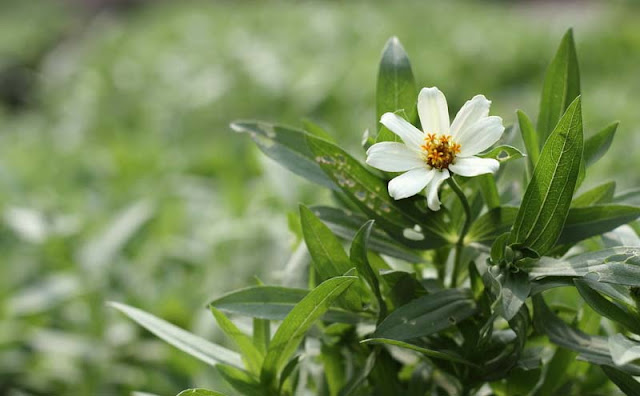 Narrow-Leaf Zinnia Flowers