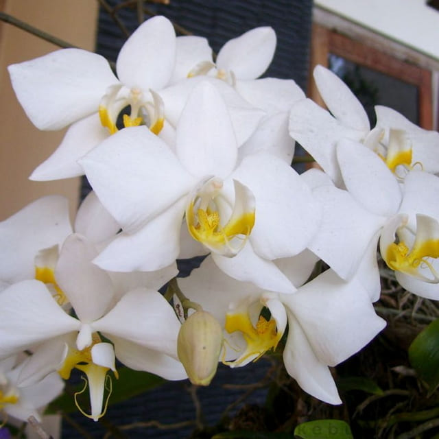 Anggrek White Dendrobium Bloom Size