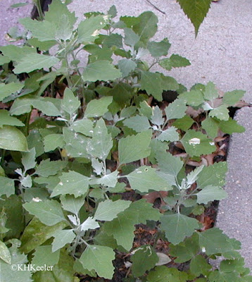 lamb's quarters, Chenopodium album