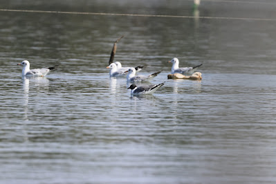 Sabine's Gull among Black-headed Gulls