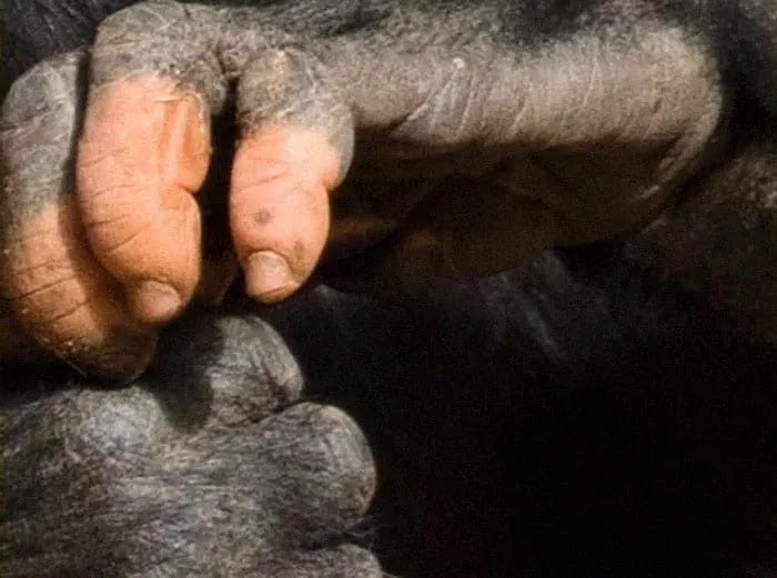 Picture Of Gorilla With Lack Of Pigmentation Proves How Strong Our Similarities Are