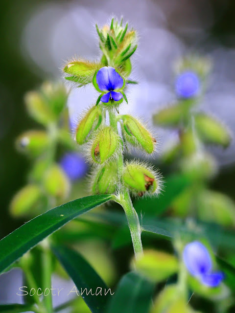 Crotalaria sessiliflora