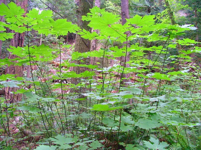 Matia Island rain forest