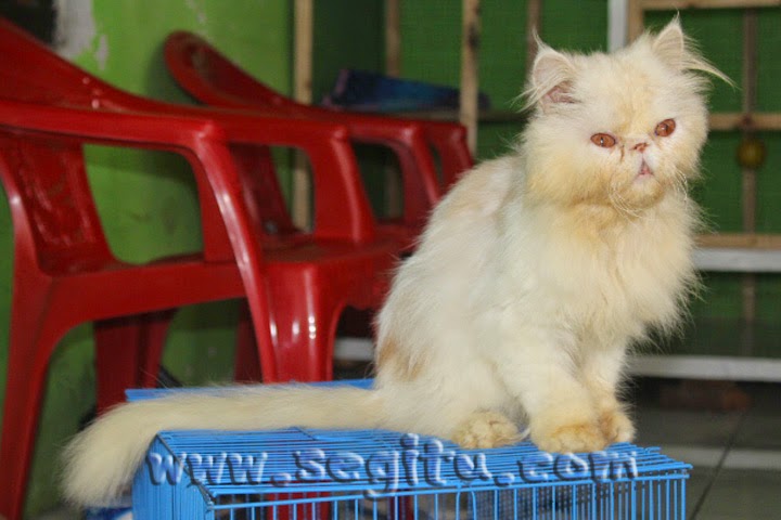 HARGA KUCING PERSIA PEAKNOSE ~ SEGITU PETSHOP