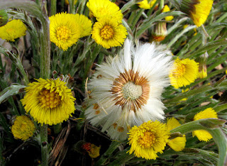  Tussilago  farfara