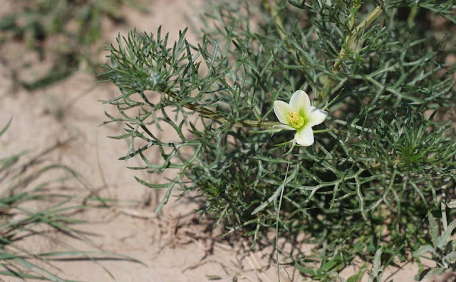 Peganum Harmala Flowers Pictures