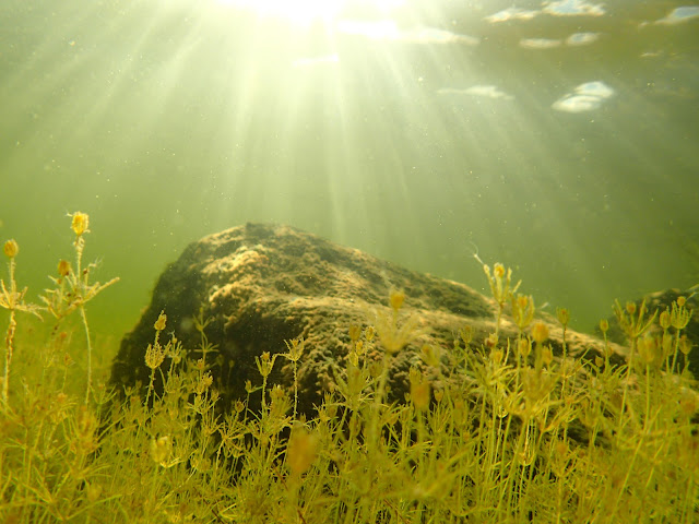 Auringonsäteet siivilöytyvät veden alle matalalle kivelle ja vesikasvillisuusniitylle