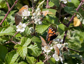 Small tortoiseshell, Aglais urticae, and five meadow browns, Maniola jurtina, feeding on bramble near Well Wood. 11 June 2011.