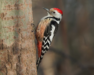 What You Should Know About Woodpecker