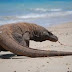 Komodo Reptil Purba yang Masih Hidup