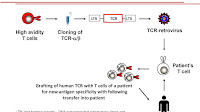 How Many T Cells Are In The Human Body