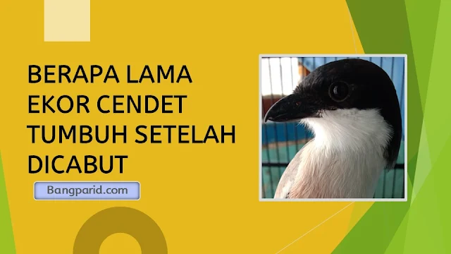 BERAPA LAMA EKOR CENDET TUMBUH SETELAH DICABUT