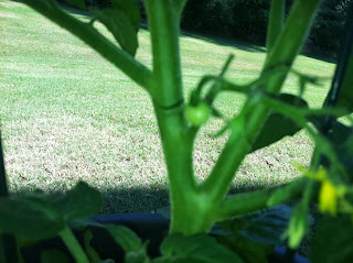 Gardening with Bobbins of Basil | bobbinsofbasil.blogspot.com