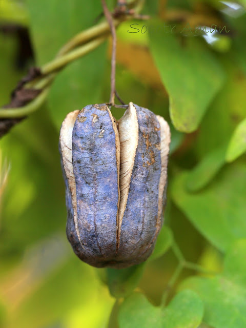 Aristolochia debilis