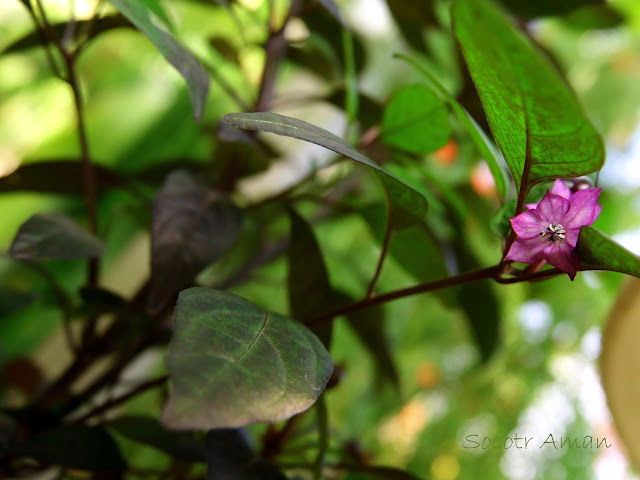 Capsicum annuum