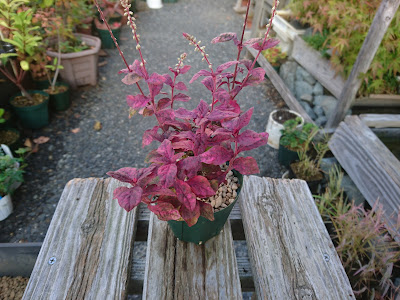 小さな鉢植え　完成