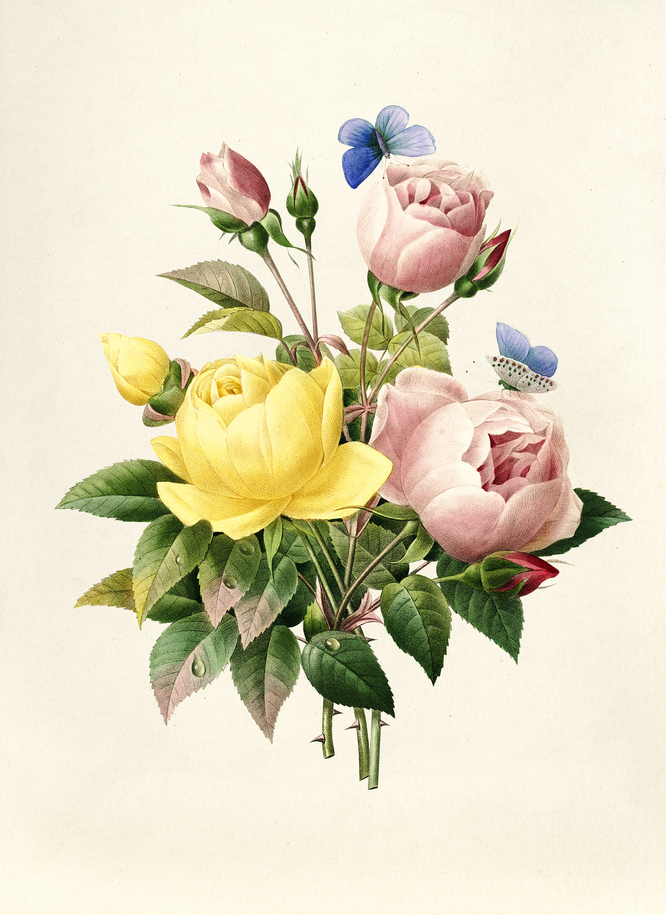 Pierre-Joseph Redout、The Roses86、希少画集画