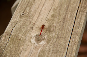 September: ruby meadowhawk