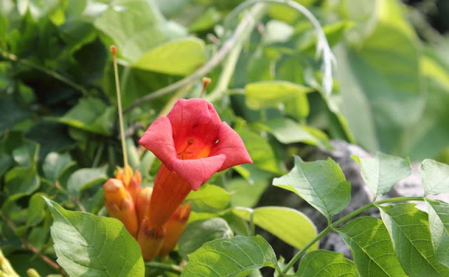 Trumpet Vine Flowers Pictures