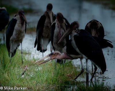 okavango delta photo safari, chiefs island photo workshop, c4 images and safaris, 