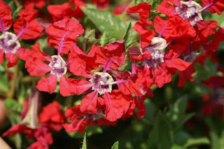 Cuphea procumbens 'Rico Red'