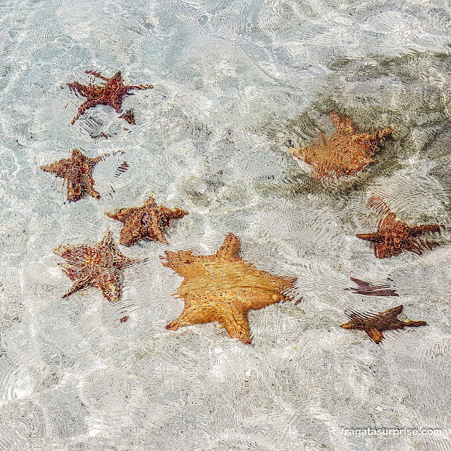 Estrelas do mar em San Blas no Panamá