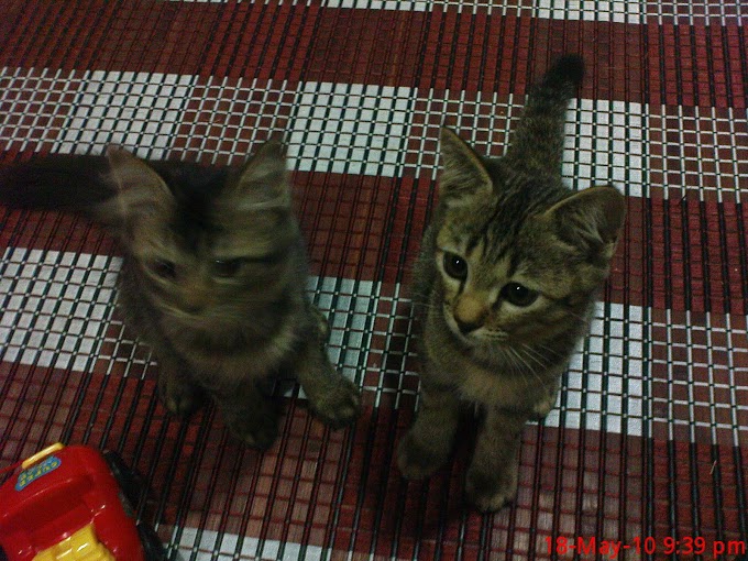 Cute Twins Cat