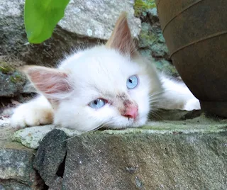 Persian cat kegalle for sale