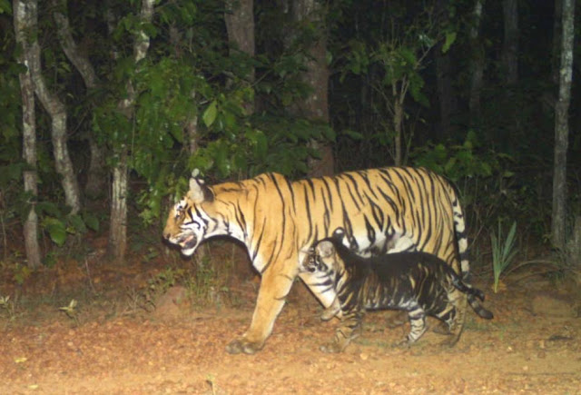 Black tiger cub in the wild