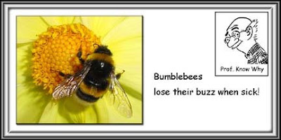 Bees lose their buzz