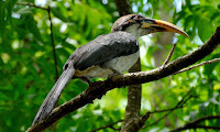 Ceylon Grey Hornbill - Ocyceros gingalensis 