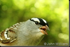 White-Crowned Sparrow, HWBS, 9 May 07