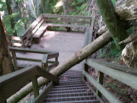 Tree down on the hiking path