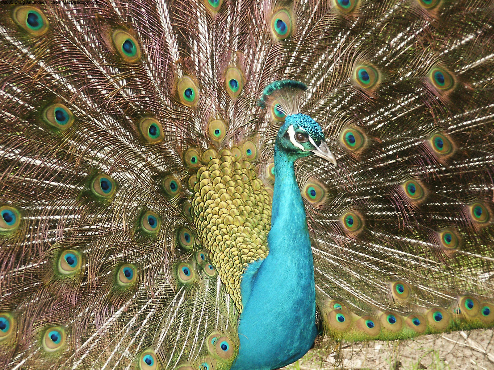 Peacock Desktop Wallpaper Funny Animal HD Wallpapers Download Free Images Wallpaper [wallpaper981.blogspot.com]