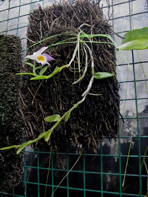 090123+Dendrobium+loddigesii Dendrobium loddigesii