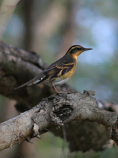 Varied Thrush, National Butterfly Center, Mission TX 11/7/18