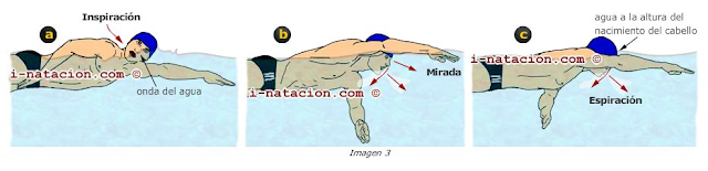 Resultado de imagen de respiracion crol