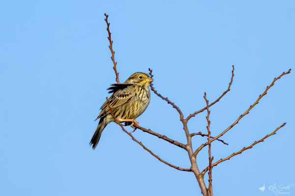 Corn bunting