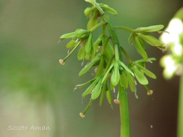 Heloniopsis orientalis