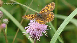 Boloria (Clossiana) dia DSC88925