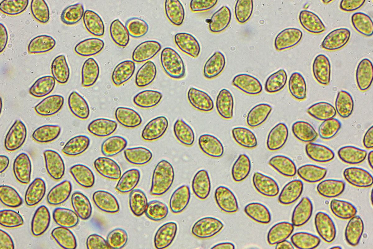 spores at 1000x