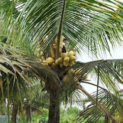 Penjual Bibit Kelapa Gading Yang Cepat Berbuah Kalimantan Timur