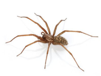 Spider Pest Control in Melbourne