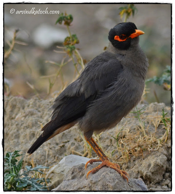 Bank Myna, Punjab, India