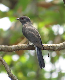 Gray-bellied Cuckoo