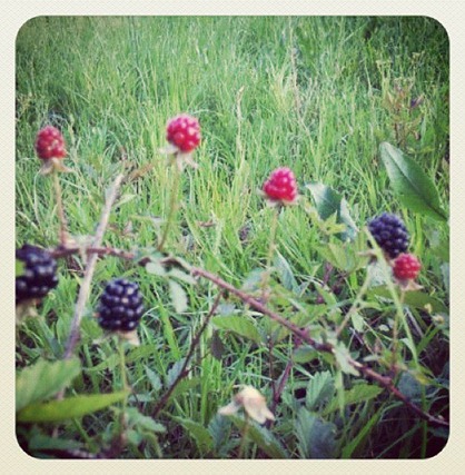 berries
