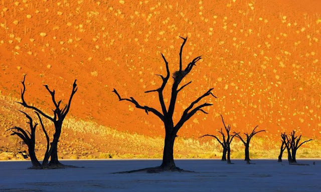 Dead valley in Namibia