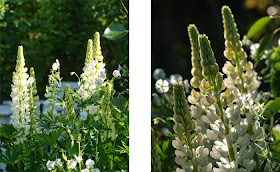 Hvide lupiner i den naturlige og frodige have