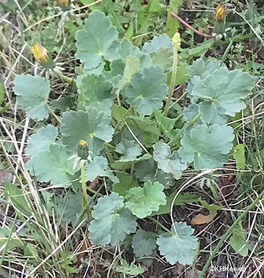 common alumroot, Heuchera parvifolia