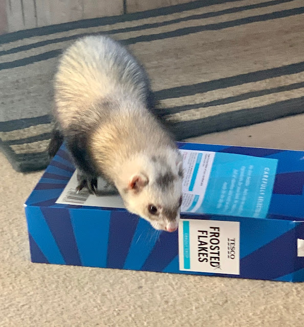 Woffle the Ferret